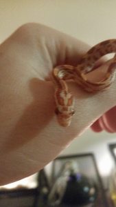 10710749_10202145794641009_3491352819667879385_n