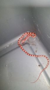 1526893_10202443750089709_3173267474414737977_n