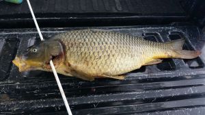 10489933_10201650323694545_3076803704414883181_n